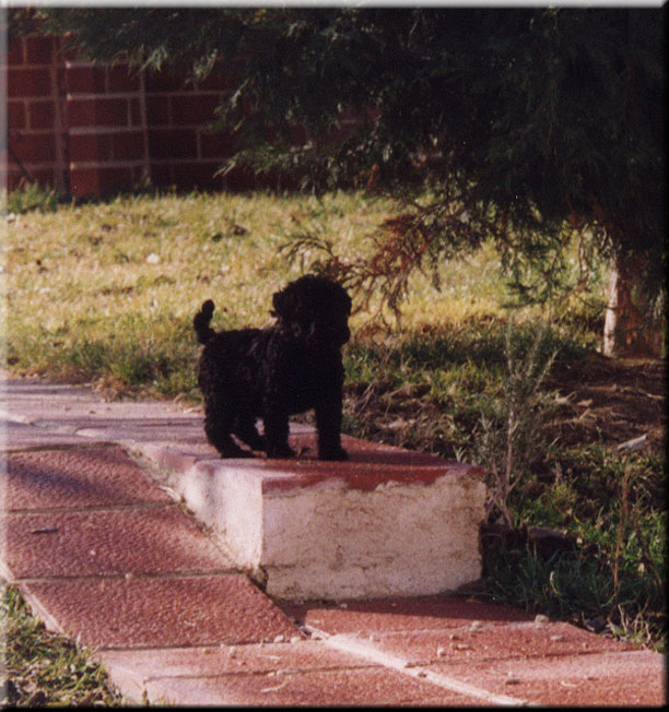 Kerry Blue Terrier de La Cadiera. Vesti