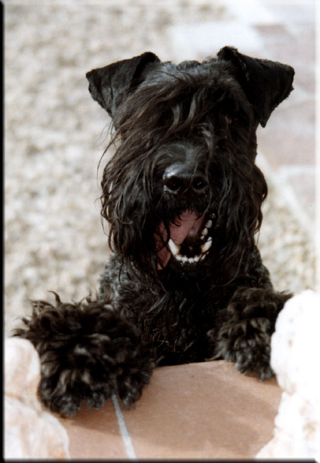 Kerry Blue Terrier de La Cadiera. Oskar