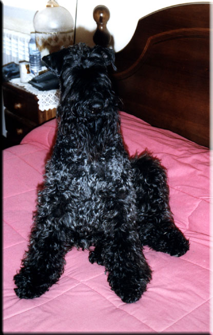 Kerry Blue Terrier de La Cadiera. Oskar