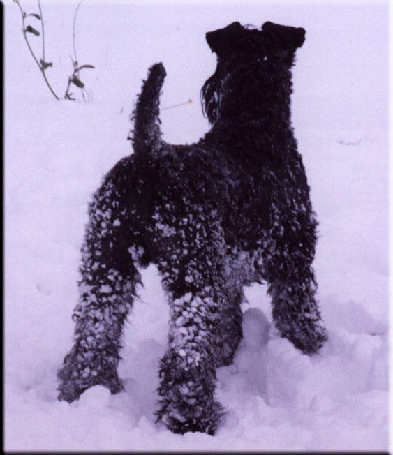 Kerry Blue Terrier de La Cadiera. Oskar
