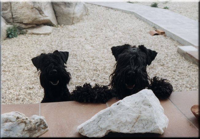 Kerry Blue Terrier de La Cadiera. Oskar & Lisa