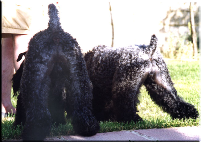 Kerry Blue Terrier de La Cadiera. Oskar & Lisa