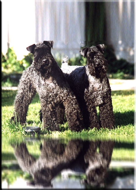 Kerry Blue Terrier de La Cadiera. Oskar & Lisa