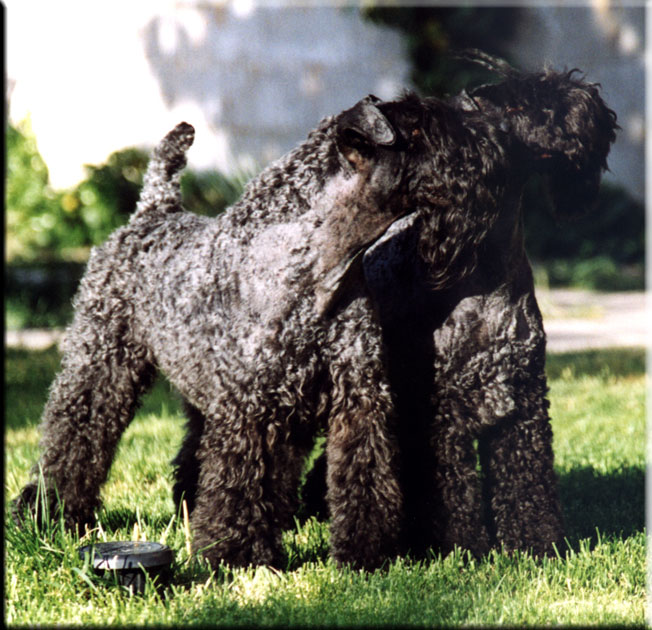 Kerry Blue Terrier de La Cadiera. Oskar & Lisa