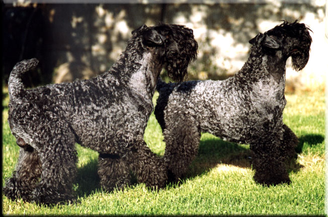 Kerry Blue Terrier de La Cadiera. Oskar & Lisa