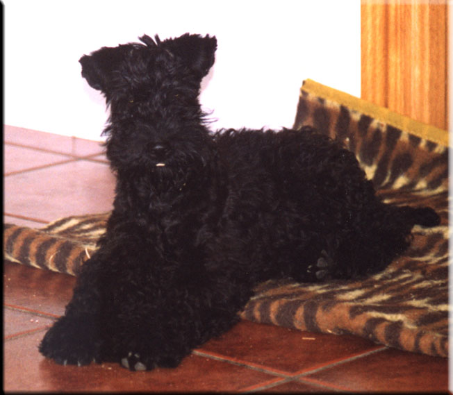 Kerry Blue Terrier de La Cadiera. Pedrito Quesada