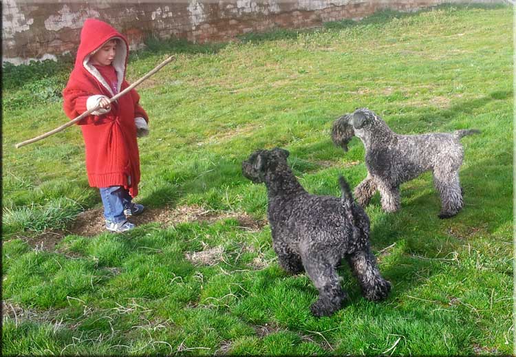 Kerry Blue Terrier de La Cadiera. Pedrito Padawan con Lucky y Tatyana