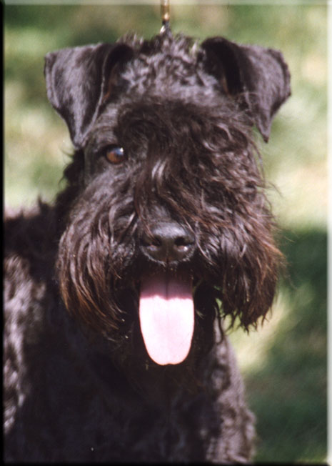 Kerry Blue Terrier de La Cadiera. Pepa