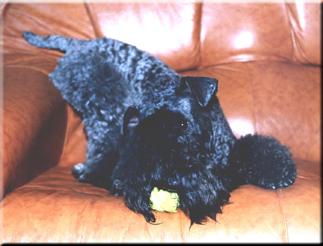 Kerry Blue Terrier de La Cadiera. El Virginiano
