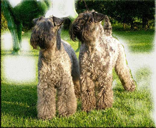 Kerry Blue Terrier de La Cadiera. El Vriginiano y Flor de Azahar