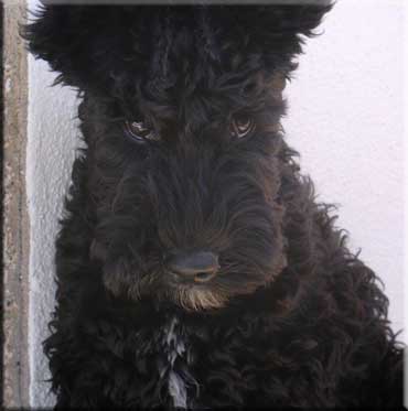 Kerry Blue Terrier de La Cadiera. Ringo