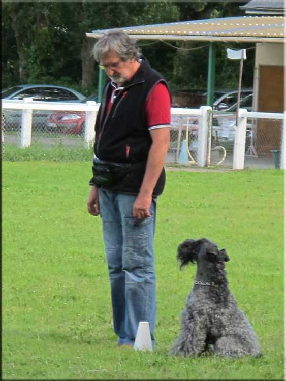 Kerry Blue Terrier de La Cadiera. Simply The Best de La Cadiera