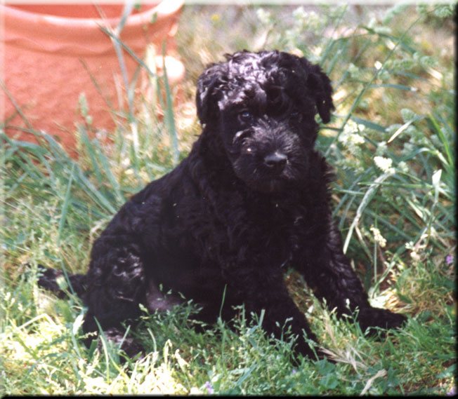 Kerry Blue Terrier de La Cadiera. Scarlett O`Hara