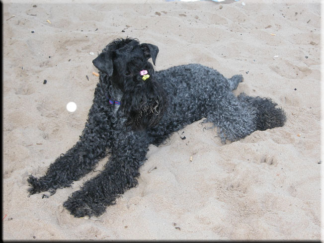 Kerry Blue Terrier de La Cadiera. Scarlett O`Hara
