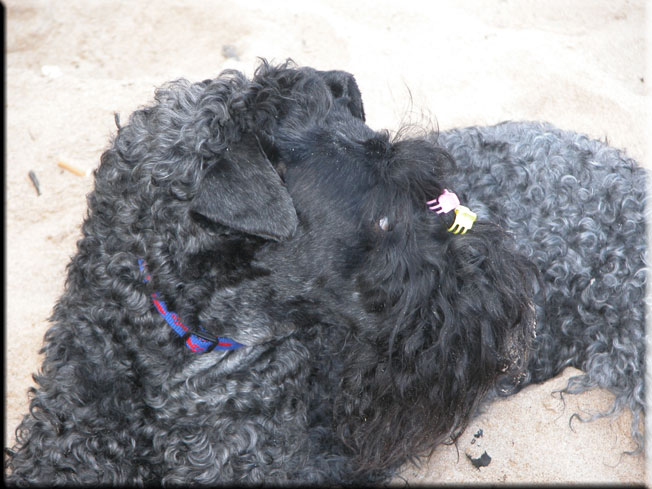 Kerry Blue Terrier de La Cadiera. Scarlett O`Hara