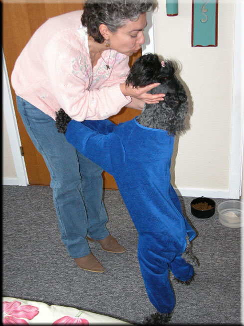 Kerry Blue Terrier de La Cadiera. Scarlett O`Hara