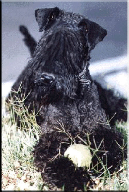 Kerry Blue Terrier de La Cadiera. Terciopelo Azul