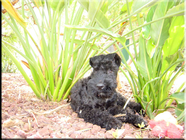 Kerry Blue Terrier de La Cadiera. Don Mendo