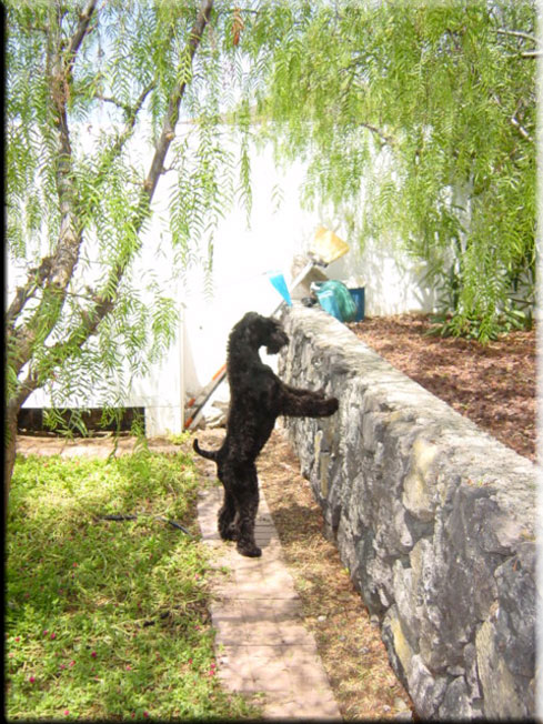 Kerry Blue Terrier de La Cadiera. Don Mendo