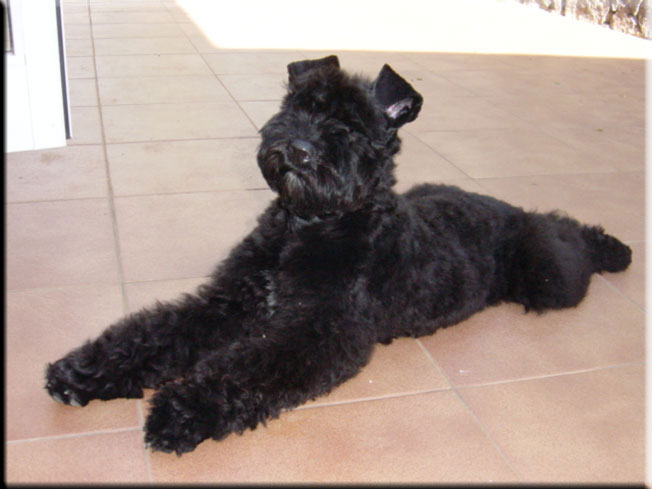 Kerry Blue Terrier de La Cadiera. Don Mendo