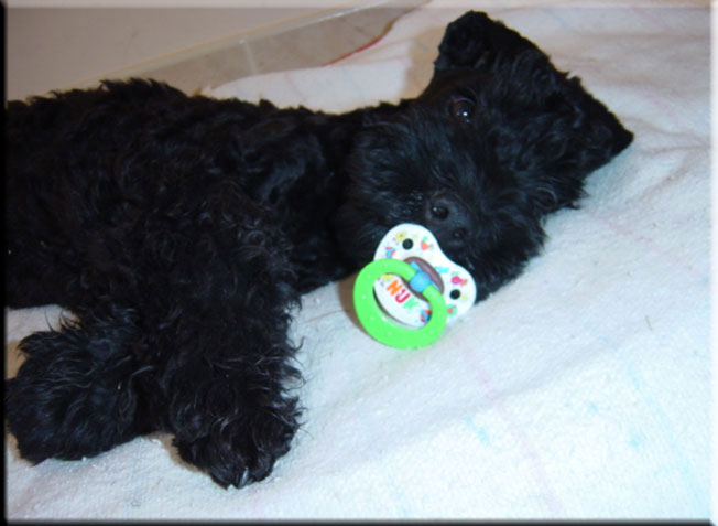 Kerry Blue Terrier de La Cadiera. Don Mendo