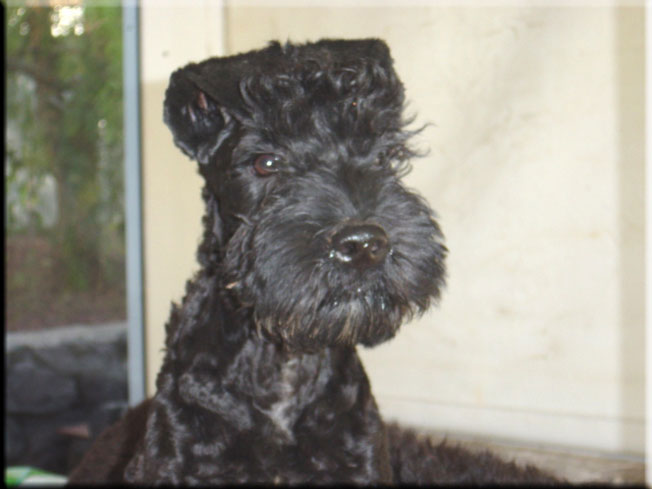 Kerry Blue Terrier de La Cadiera. Don Mendo