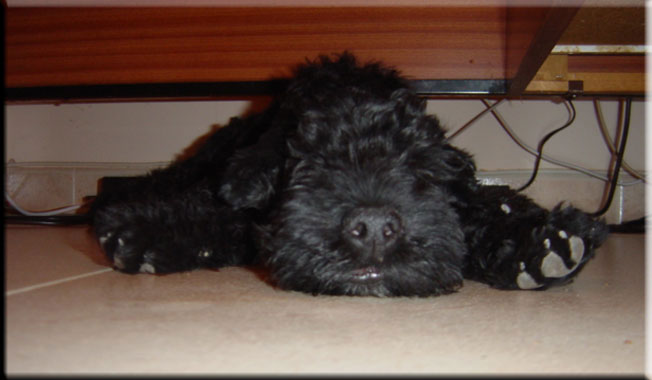 Kerry Blue Terrier de La Cadiera. Don Mendo