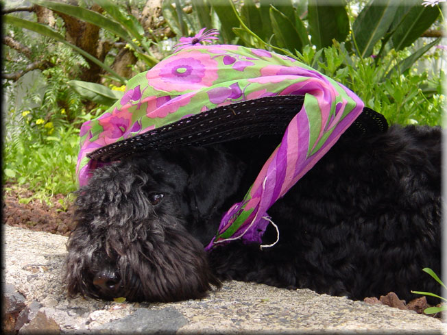 Kerry Blue Terrier de La Cadiera. Don Mendo