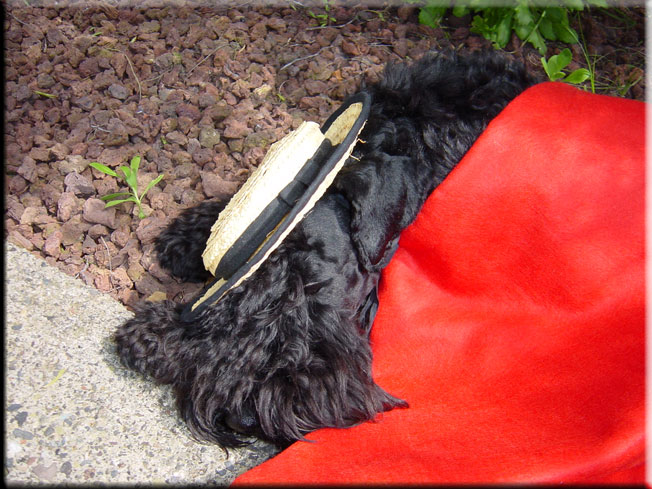 Kerry Blue Terrier de La Cadiera. Don Mendo