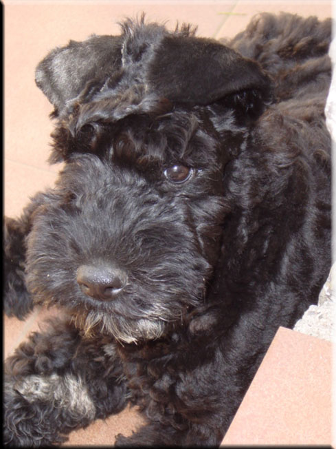 Kerry Blue Terrier de La Cadiera. Don Mendo