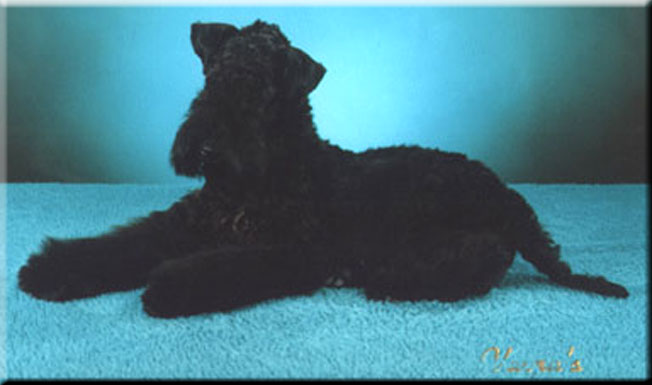 Kerry Blue Terrier de La Cadiera. Tologano