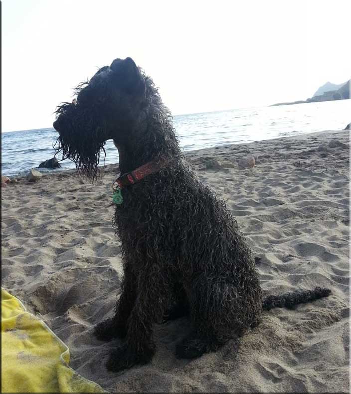 Kerry Blue Terrier de La Cadiera. Trufa en Cabo de Gata