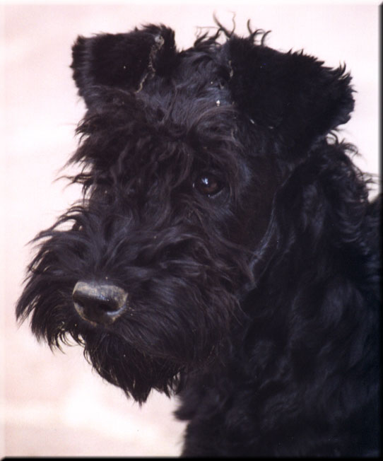 Kerry Blue Terrier de La Cadiera. Ubabuluba