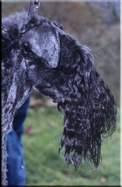 Kerry Blue Terrier de La Cadiera. Ubabuluba
