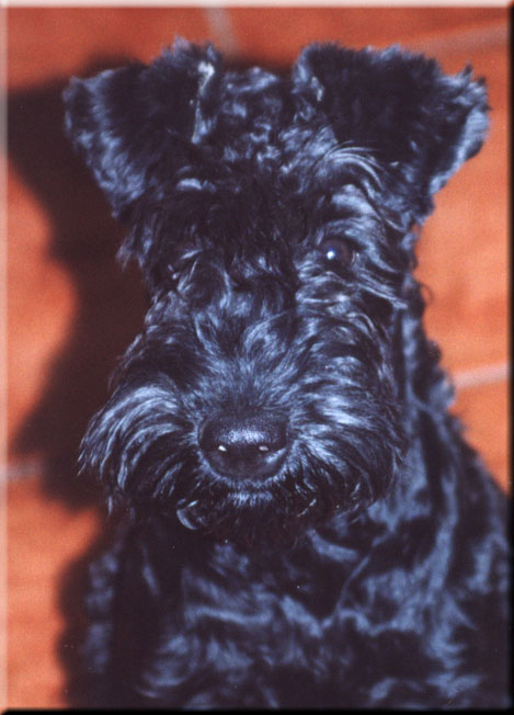 Kerry Blue Terrier de La Cadiera. Ubabuluba