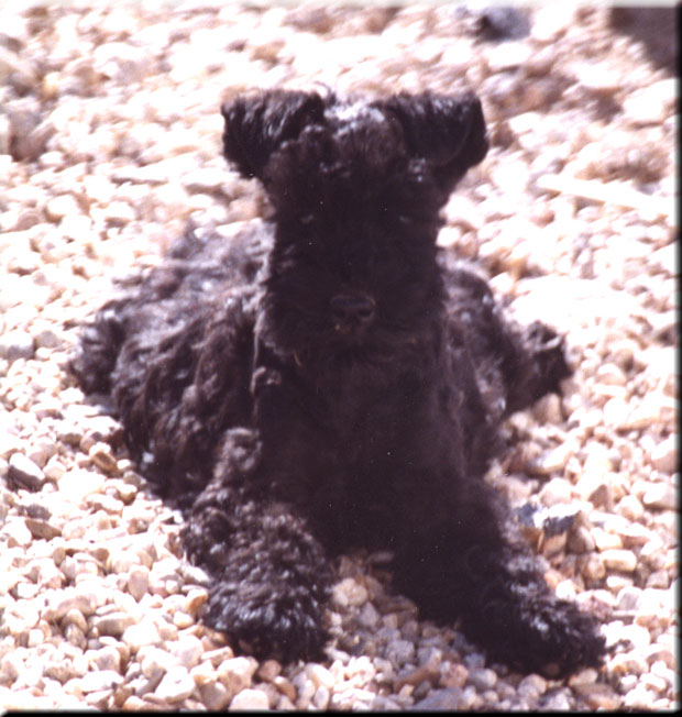 Kerry Blue Terrier de La Cadiera. Vestida