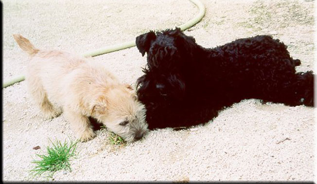 Kerry Blue Terrier de La Cadiera. Wyatt Earp