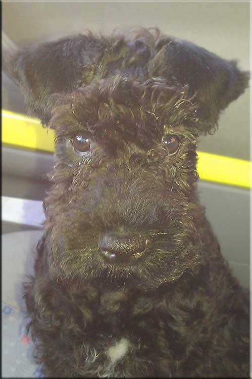 Kerry Blue Terrier de La Cadiera. Yomiko