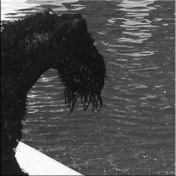 Kerry Blue Terrier de La Cadiera. Yomiko