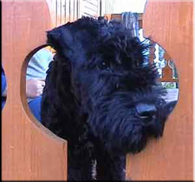 Kerry Blue Terrier de La Cadiera. Zacarias