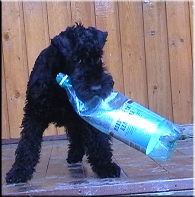 Kerry Blue Terrier de La Cadiera. Zacarias