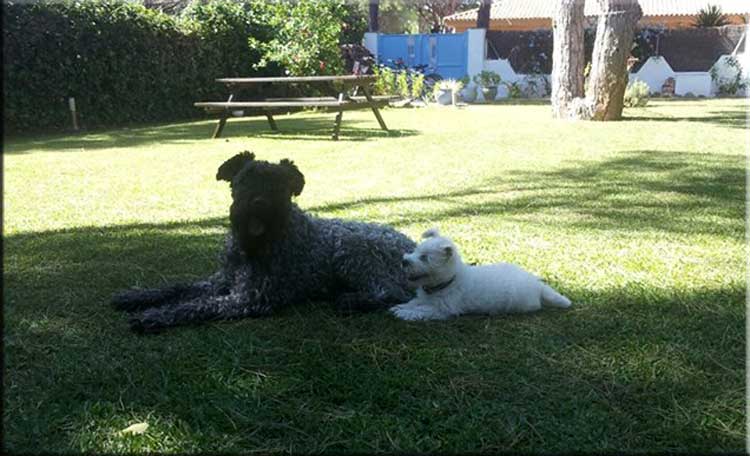 Kerry Blue Terrier de La Cadiera. Zahorí