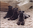 Kerry Blue Terrier de La Cadiera. <div>Las 3 Marias: Sony, Chachi y Lara</div>