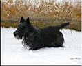 Kerry Blue Terrier de La Cadiera. <div>Archie</div>