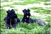 Kerry Blue Terrier de La Cadiera. Nua con su Azul