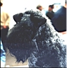 Kerry Blue Terrier de La Cadiera. Uberta
