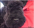 Kerry Blue Terrier de La Cadiera. Buddy en U.S.A.