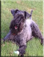 Kerry Blue Terrier de La Cadiera. Casper