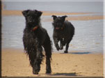 Kerry Blue Terrier de La Cadiera. Casper & Morita