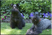 Kerry Blue Terrier de La Cadiera. Casper & Morita